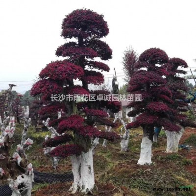 湖南杜鵑小苗出售價格/報價