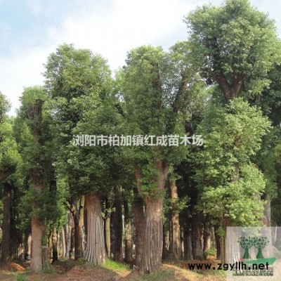 湖南杜鵑價(jià)格 湖南杜鵑小苗行情趨勢(shì) 扦插杜鵑小苗