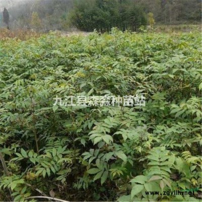 供應40公分高杜鵑小苗/40公分高杜鵑小苗批發價格