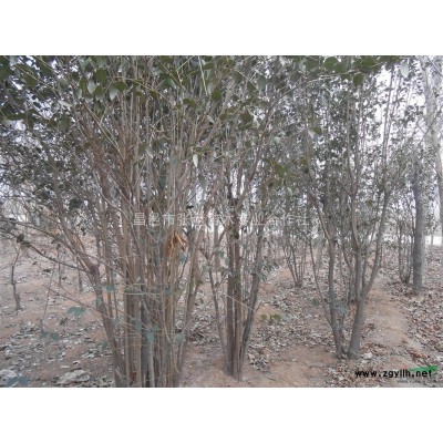 *實惠瓜子黃楊批發/山東*實惠瓜子黃楊