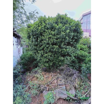 瓜子黃楊15公分