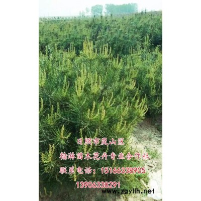 供應 白皮松 白皮松苗木   白皮松價格    白皮松價格