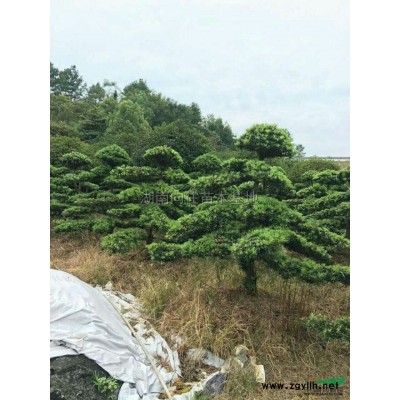 金邊黃楊小苗直銷，金邊黃楊小苗*新價(jià)格，金邊黃楊報(bào)價(jià)