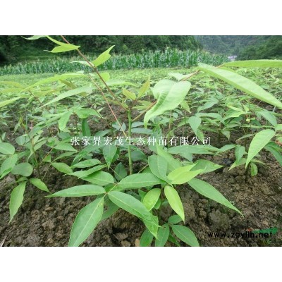 杜鵑球供應張家界桑植地區(qū)  杜鵑球價格