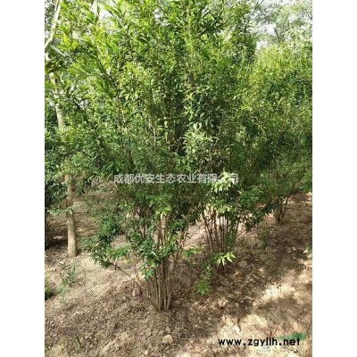成都金邊黃楊苗低價(jià)格農(nóng)戶(hù)直銷(xiāo)工程小苗