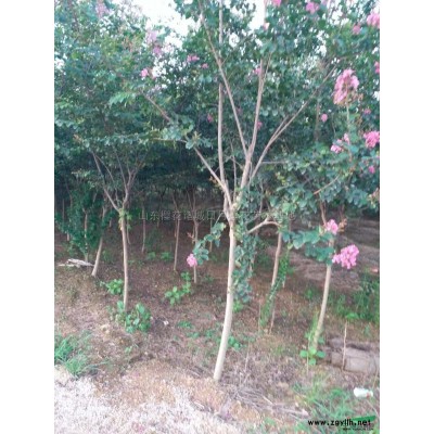 供應瓜子黃楊/供應山東瓜子黃楊/特價供應瓜子黃楊