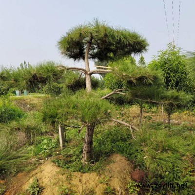 基地供應 景觀松 工程綠化造型 別墅庭院 白皮松/華山松 現挖現賣