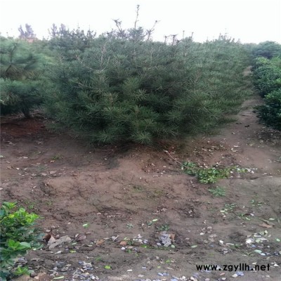 旭隆農(nóng)業(yè) 西安白皮松 白皮松培育基地 50公分白皮松 80公分白皮松