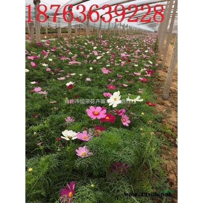 瓜子黃楊自產自銷  瓜子黃楊批發價格 小葉黃楊種植基地