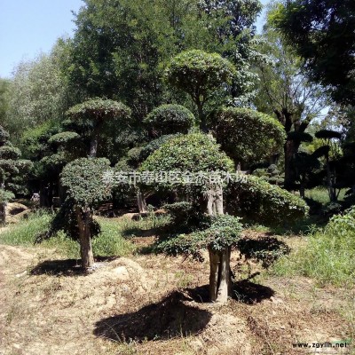 瓜子黃楊球，紅葉石楠球，紅葉石楠，金葉女貞，紅葉小檗，衛矛