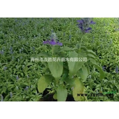 瓜子黃楊 瓜子黃楊基地
