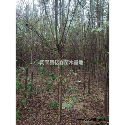 漢中瓜子黃楊批發 漢中瓜子黃楊*新基地