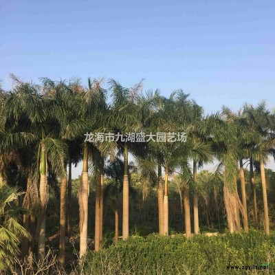 福建[產品]/福建杜鵑樁（映山紅）價格/報價