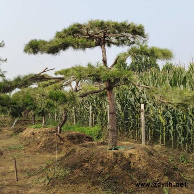 山東基地培育 造型油松 造型黑松 造型景松 白皮松 種類多樣可選