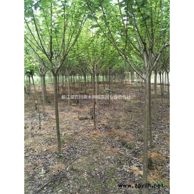 四川金邊黃楊批發基地　金邊黃楊苗圃直銷　金邊黃楊品種介紹　黃楊有哪里品種　金邊黃楊毛籠子　金邊黃楊球