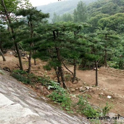 白皮松景松苗 安陽市逐年增產