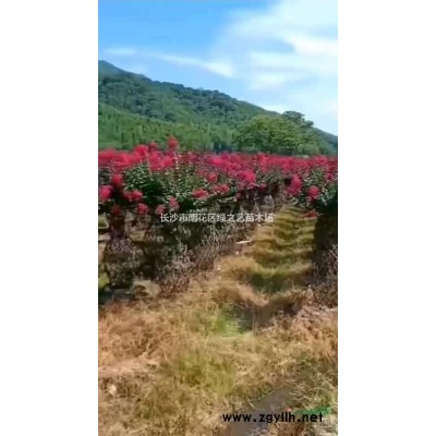 H25—35公分杜鵑 毛鵑 地苗 杯苗 毛球 量大價優