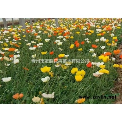 青州金邊黃楊基地，金邊冬青種植山東地區供應