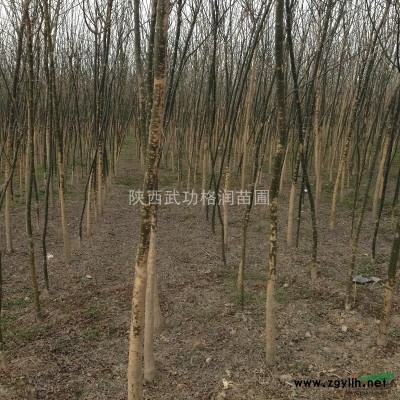 出售南天竹 金邊黃楊 八角金盤