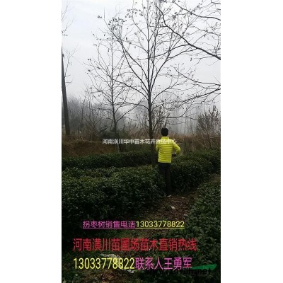 海桐價格表，金邊黃楊價格，火棘價格，構骨價格，紅花繼木價格表