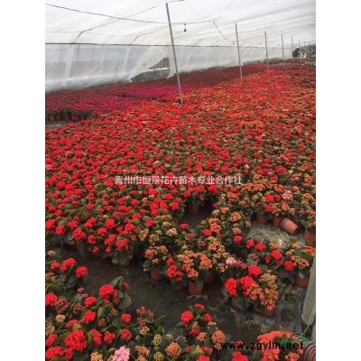 南天竹自產自銷  南天竹種植基地 南天竹批發價格