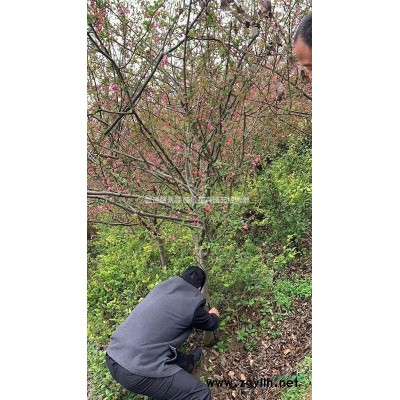 常州火焰南天竹苗圃直銷各類規格*歡迎選購
