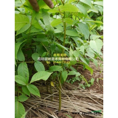 南天竹小苗蘭天竹種苗彩葉植物