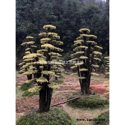 南天竹 地苗 H25—60公分預訂更實惠