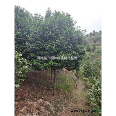 湖南南天竹杯苗哪里有賣，1米南天竹球哪里多，裸根南天竹價格