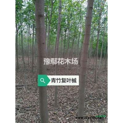 河南鄢陵豫鄢花木供應(yīng)月季 月季價格 河南千畝月季基地