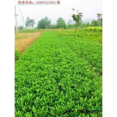 湖南5公分高桿嫁接月季報價，月季地被小苗價格，1米月季球廠家