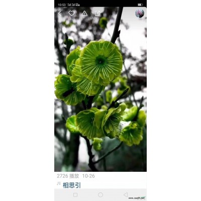 今年金絲雀月季價格便宜 江蘇金絲雀月季價格便宜 華東地區(qū)金絲