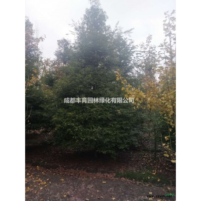 成都地區供應月季 冬青苗 紅葉石楠苗 工程小苗