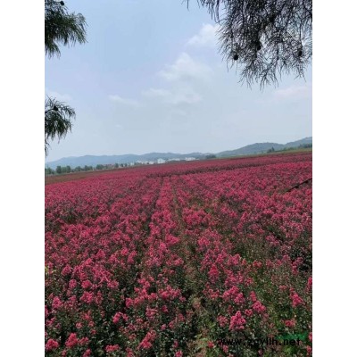 大杯苗   小杯苗 大花月季 小花月季 鉆石月季