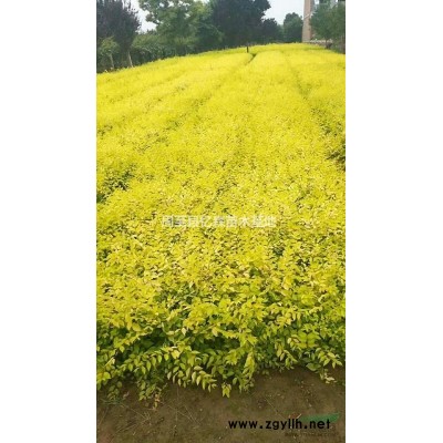 兩年生陜西月季花種植基地 周至月季花優質營養缽大花特價批發