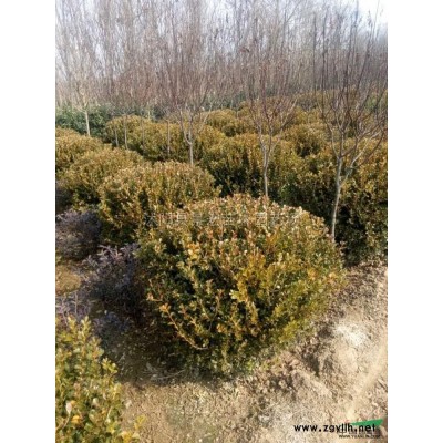 江蘇月季花球苗圃直銷/江蘇沭陽月季花球價格便宜