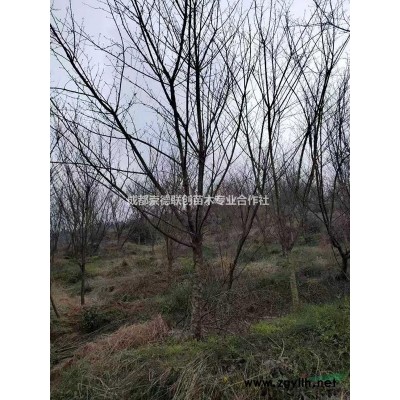 四川成都歐月，薔薇，大花，豐華月季出售杯苗地苗價格