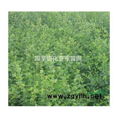 陜西營養缽月季，紅花月季，碗碗豐花月季