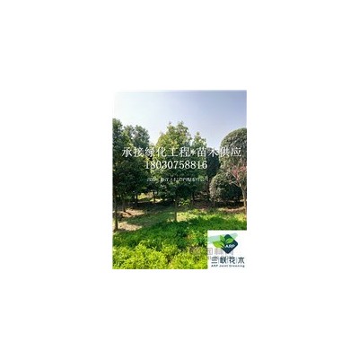 供應成都樹狀月季、香水月季、大花月季、玫瑰、藤本月季、薔薇、