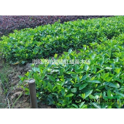 供應(yīng)湖南月季/湖南月季價(jià)格/櫻花/櫻花價(jià)格/櫻花嫁接技術(shù)