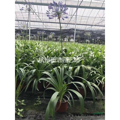 供應30-60公分豐花月季100萬棵