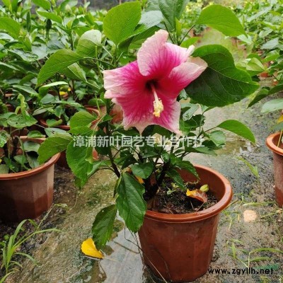 福建月季花 漳州月季花農(nóng)戶產(chǎn)地直銷哪里好/哪家便宜