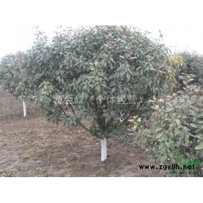 河南鄢陵卓林花木基地供應(yīng)2年生紅帽月季，大花月季