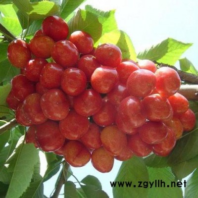直銷   櫻桃苗 二年生櫻桃樹  綠化苗木  早紅寶石    **樹苗   價格電議