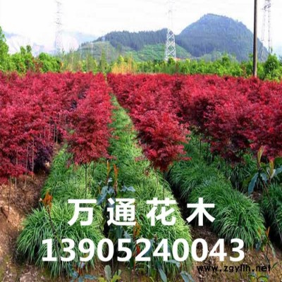 日本紅楓樹苗 園林綠化苗木 紅楓嫁接苗 喬木 紅楓小苗 紅楓苗 日本紅楓苗 紅楓小苗 日本紅楓小苗 紅楓樹苗 紅楓苗木