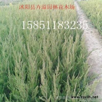 供應沭陽縣卉溢花木場龍柏四季常青綠化苗木直升龍柏