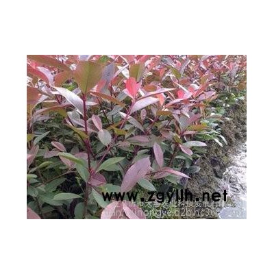 天惠苗木 石楠  紅葉石楠 石楠供應 **石楠苗 紅葉石楠苗 綠化苗木 綠化植被