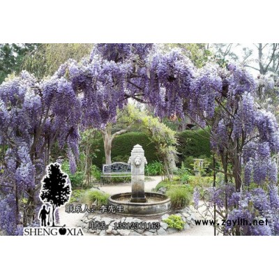 批發  紫滕花苗庭院綠化苗木 紫藤樹苗 紫藤苗 2cm 12元
