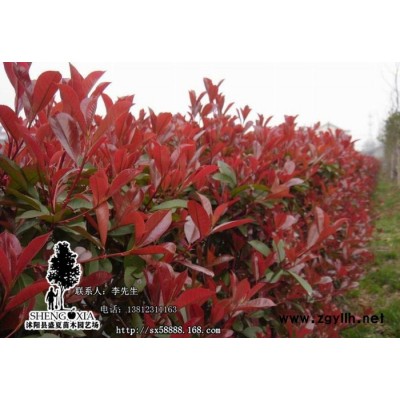 直銷一級綠化苗木  名貴彩色缽紅葉石楠苗 石楠小苗 花卉苗木