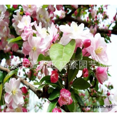 **北美海棠 行道綠化苗木北美海棠 北美海棠價格現貨充足